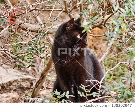 Serene feline watches pathway intently, Steady black cat sits amidst dense bushes illuminated softly Serene feline watches pathway intently, Steady black cat sits amidst dense bushes illuminated softly 138202947