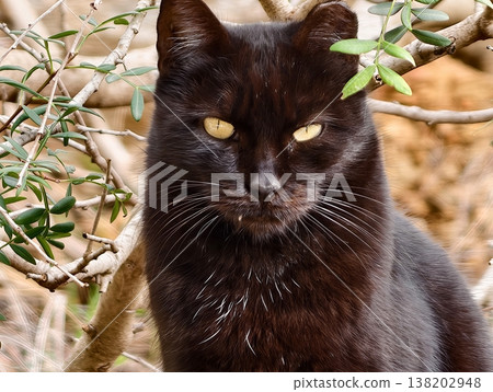 Gazing feline portrait, Reflective black cat with amber gaze and soft natural illumination details 138202948