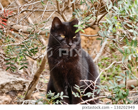 Silent black cat blends into foliage, Secretive feline hidden amidst olive branches and rustic textures Silent black cat blends into foliage, Secretive feline hidden amidst olive branches and rustic textures 138202949