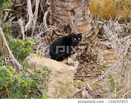 Quiet cat amidst dry shrubs, Concealed black feline alert among sparse vegetation and rocks Quiet cat amidst dry shrubs, Concealed black feline alert among sparse vegetation and rocks 138202955
