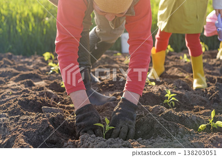 A woman plants pepper seedlings in the soil. Planting and growing crops on a farm A woman plants pepper seedlings in the soil. Planting and growing crops on a farm 138203051