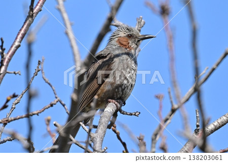 Bulbul Bulbul 138203061
