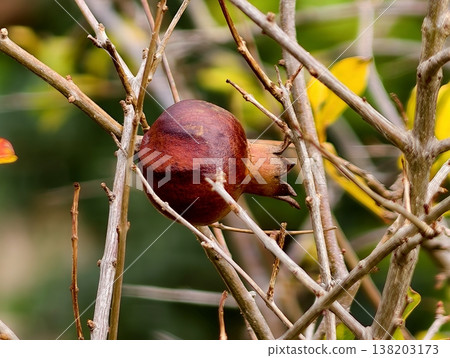 Single ripe pomegranate standing resilient among tangled thorny branches and weathered green foliage Single ripe pomegranate standing resilient among tangled thorny branches and weathered green foliage 138203173