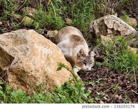 Probing paws and alert feline stance, Quiet predator with keen senses scanning for hidden prey Probing paws and alert feline stance, Quiet predator with keen senses scanning for hidden prey 138203176