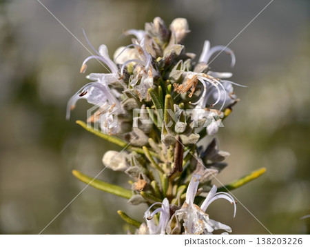 Rustic herbal floral scene, Close view of herbal flowers and needle textures in soft sunlight Rustic herbal floral scene, Close view of herbal flowers and needle textures in soft sunlight 138203226