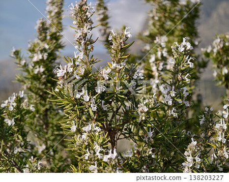 Radiant rustic garden featuring rosemary plants against soft sky background and warm earthy tones Radiant rustic garden featuring rosemary plants against soft sky background and warm earthy tones 138203227