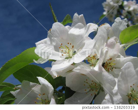 Crabapple Tree Flowers On A Sunny Day 138203319