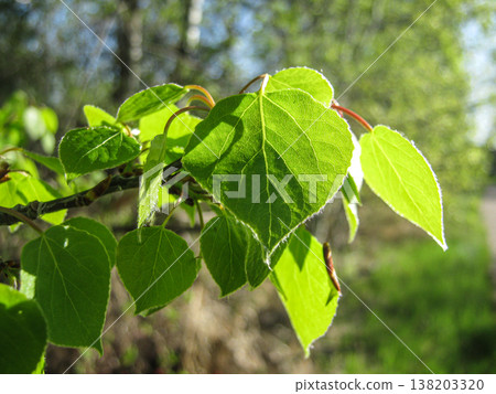 Spring Growth Of Quaking Aspen Foliage Spring Growth Of Quaking Aspen Foliage 138203320
