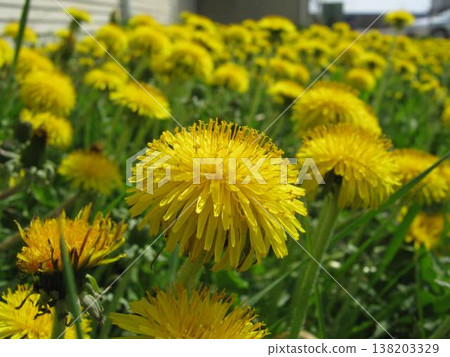 Sunny And Cheerful Dandelions Herald Summer Sunny And Cheerful Dandelions Herald Summer 138203329