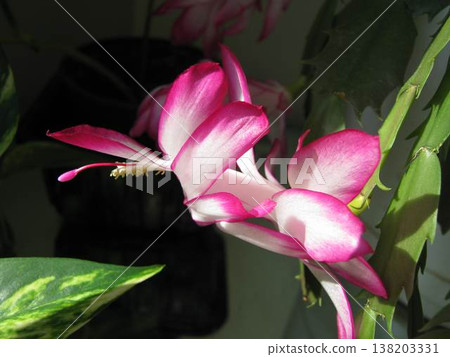 Pink And White Christmas Cactus Blossom Pink And White Christmas Cactus Blossom 138203331