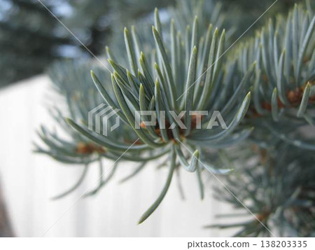 Macro Shot Of Blue Spruce Foliage Detail Macro Shot Of Blue Spruce Foliage Detail 138203335