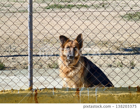 Alert German shepherd behind rusted fence, Vigilant dog observing in dusty yard with rusted mesh Alert German shepherd behind rusted fence, Vigilant dog observing in dusty yard with rusted mesh 138203375