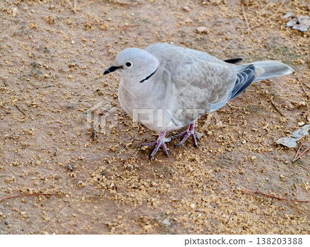 Serene city pigeon portrait, Serene city pigeon with soft plumage amid warm textured earthy background 138203388