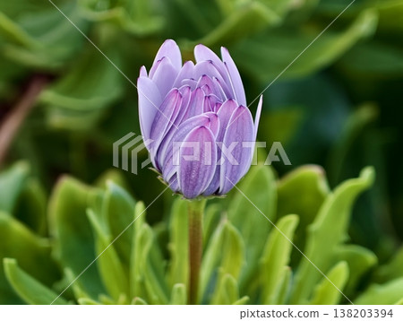 Serene purple blossom under gentle morning light, Calm garden scene with vibrant greenery and soft sunlight Serene purple blossom under gentle morning light, Calm garden scene with vibrant greenery and soft sunlight 138203394
