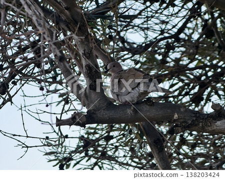 Peaceful outdoor setting with tiny birds sheltered on branches amid shadows and textured bark 138203424