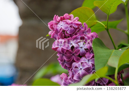 Close up of purple lilac blossoms and green leaves with a soft blurred city street background. Syringa vulgaris or common lilac. Close up of purple lilac blossoms and green leaves with a soft blurred city street background. Syringa vulgaris or common lilac. 138203877
