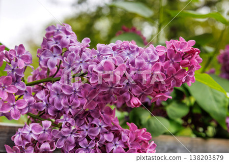 Close up of purple lilac flower clusters with green leaves in soft focus. Syringa vulgaris or common lilac. Close up of purple lilac flower clusters with green leaves in soft focus. Syringa vulgaris or common lilac. 138203879