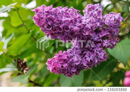 Close up of purple lilac flower clusters with green leaves in soft focus. Syringa vulgaris or common lilac. Close up of purple lilac flower clusters with green leaves in soft focus. Syringa vulgaris or common lilac. 138203880