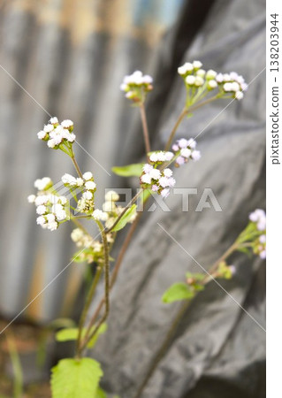 Small wildflowers I found while trekking in Annapurna Small wildflowers I found while trekking in Annapurna 138203944