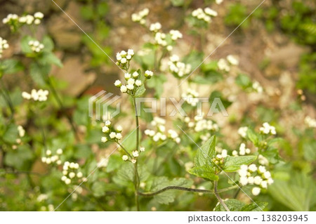 喜馬拉雅山脈高山上盛開的小白花 138203945