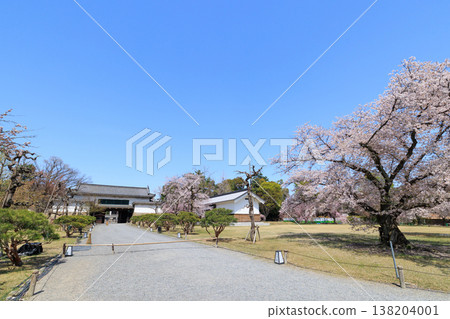 京都二條城北正門和一棵櫻花樹(標本樹) 京都二條城北正門和一棵櫻花樹(標本樹) 138204001