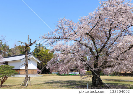 京都二條城的櫻花（樣樹） 138204002