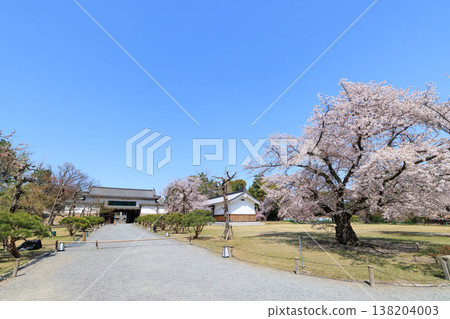 京都二條城北正門和一棵櫻花樹(標本樹) 京都二條城北正門和一棵櫻花樹(標本樹) 138204003