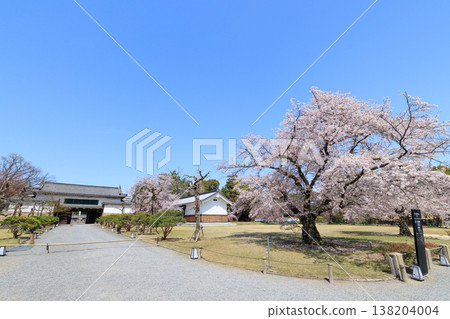 The North Main Gate of Nijo Castle in Kyoto and a cherry tree (specimen tree) The North Main Gate of Nijo Castle in Kyoto and a cherry tree (specimen tree) 138204004