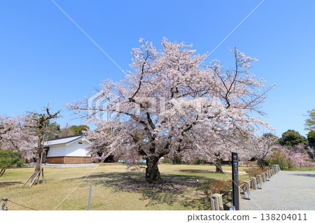 Cherry blossoms at Nijo Castle in Kyoto (specimen tree) 138204011
