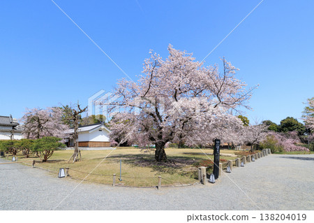 京都二條城的櫻花（樣樹） 138204019