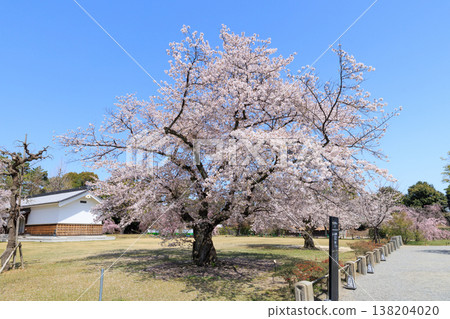 Cherry blossoms at Nijo Castle in Kyoto (specimen tree) Cherry blossoms at Nijo Castle in Kyoto (specimen tree) 138204020
