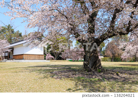 Cherry blossoms at Nijo Castle in Kyoto (specimen tree) Cherry blossoms at Nijo Castle in Kyoto (specimen tree) 138204021