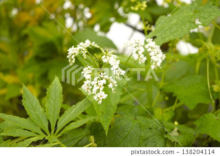 A close-up of a white wild flower of the Polygonaceae family that blooms in the Himalayas. A close-up of a white wild flower of the Polygonaceae family that blooms in the Himalayas. 138204114