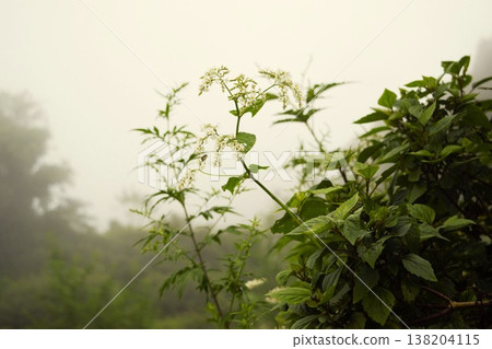 A white wildflower of the Polygonaceae family that blooms in the Himalayas. 138204115