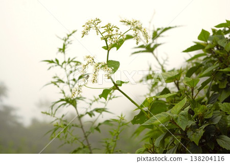 A wild flower with white flower clusters that blooms in the highlands of Nepal. A wild flower with white flower clusters that blooms in the highlands of Nepal. 138204116
