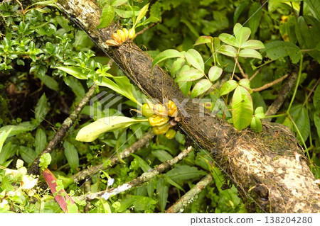 Epiphytic orchids that grow naturally in the Himalayan forests Epiphytic orchids that grow naturally in the Himalayan forests 138204280