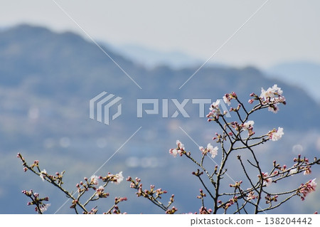 Cherry blossoms have begun to bloom near the mountaintop. Cherry blossoms have begun to bloom near the mountaintop. 138204442
