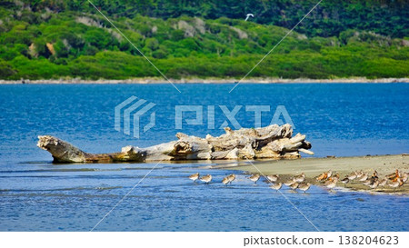 The Manawatu Estuary at Foxton Beach Huahou Lesseer Knot 138204623