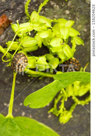 生長在安納普爾納森林中的山藥科植物的球莖嫩芽。 生長在安納普爾納森林中的山藥科植物的球莖嫩芽。 138204628