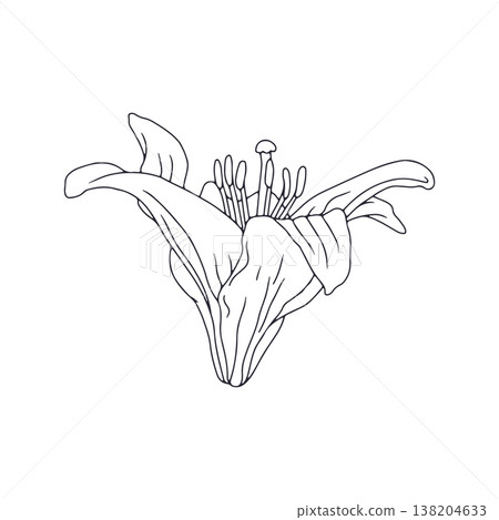 Hand drawn black line art lily bloom. Monochrome birth month May flower. Botanical vector illustration Hand drawn black line art lily bloom. Monochrome birth month May flower. Botanical vector illustration 138204633