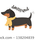 Dachshund dog wearing yellow scarf and sweater in cozy fashionable style illustration 138204839