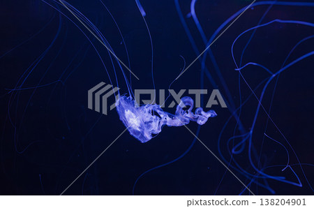 underwater photos of jellyfish chrysaora achlyos jellyfish black sea nettle underwater photos of jellyfish chrysaora achlyos jellyfish black sea nettle 138204901
