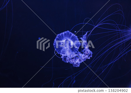 underwater photos of jellyfish chrysaora achlyos jellyfish black sea nettle underwater photos of jellyfish chrysaora achlyos jellyfish black sea nettle 138204902