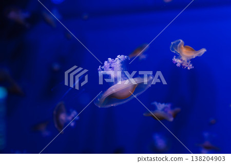 underwater photos of Mediterranean jellyfish, Cotylorhiza tuberculata underwater photos of Mediterranean jellyfish, Cotylorhiza tuberculata 138204903