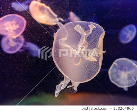 underwater photos of jellyfish aurelia aurita underwater photos of jellyfish aurelia aurita 138204906