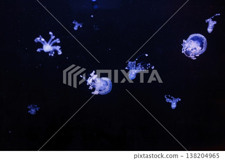 underwater shot of a beautiful Australian Spotted Jellyfish 138204965
