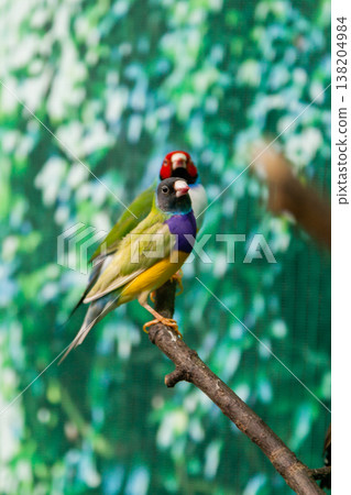 Beautiful birds Guldova Amadina (Erythrura gouldiae) sitting on a branch 138204984