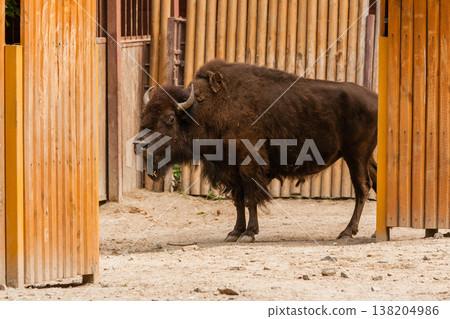 Young beautiful bison Young beautiful bison 138204986