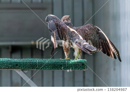 Beautiful falcon Beautiful falcon 138204987