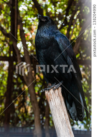 Big Black Raven sitting on a close-up branch 138204990